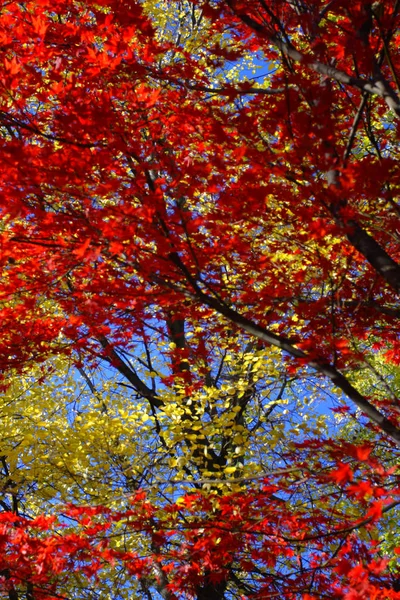 Изображение осенней листвы в Бостоне — стоковое фото