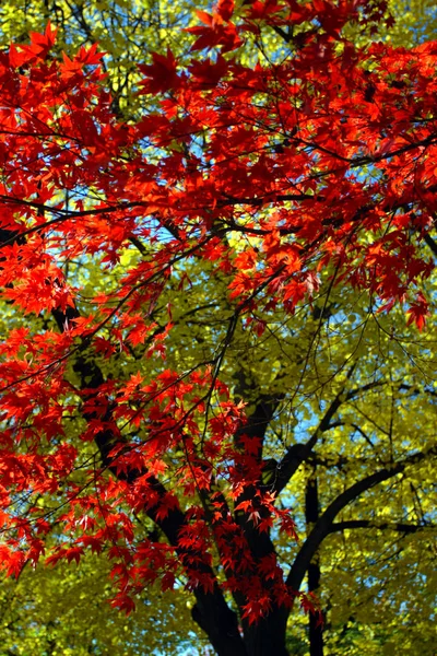 Stock image of fall foliage at Boston — Stock Photo, Image