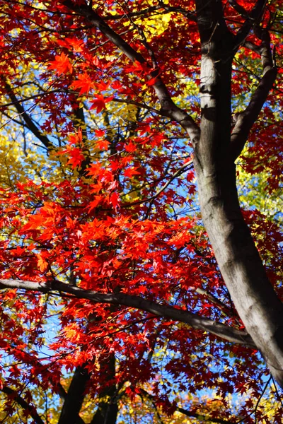 Archivbild vom Laub im Herbst in Boston — Stockfoto