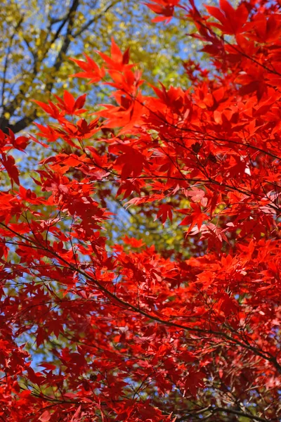 Stock image of fall foliage at Boston — Stock Photo, Image