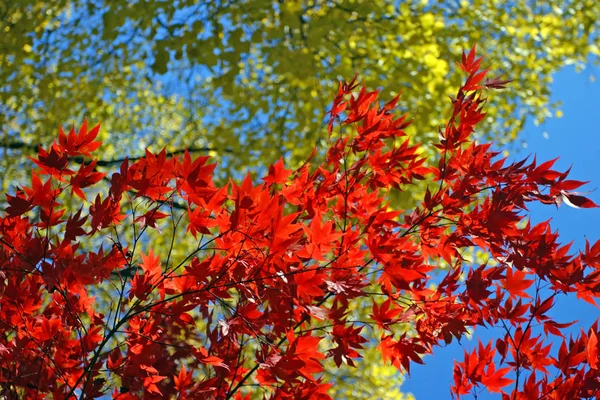 Stock image of fall foliage at Boston — Stock Photo, Image