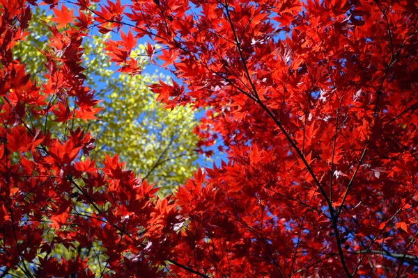 Изображение осенней листвы в Бостоне — стоковое фото