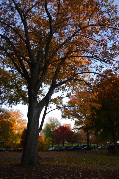 Boston Public Garden — Stock Photo, Image