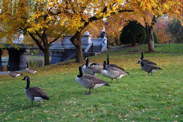 Boston openbare tuin — Stockfoto