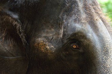 Fil ile güzel turuncu göz yakın çekim