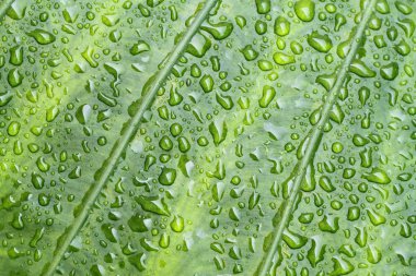 Yeşil yaprak makronun stok görüntü