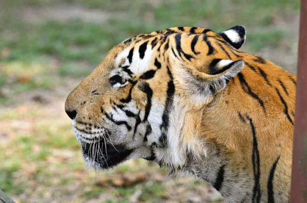 Lager bild av en tiger — Stockfoto