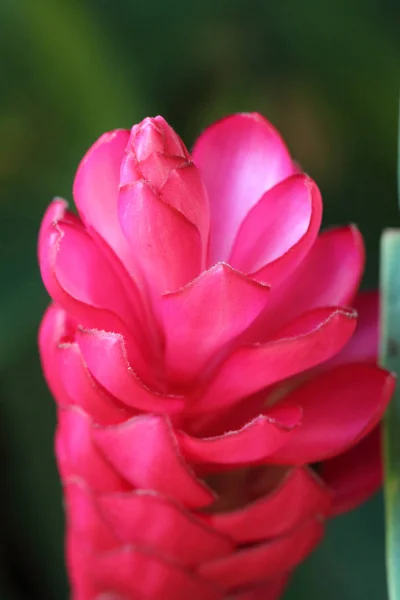 Close-up květina — Stock fotografie
