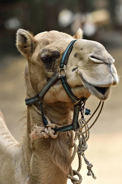 Stock de imagen de camello — Foto de Stock