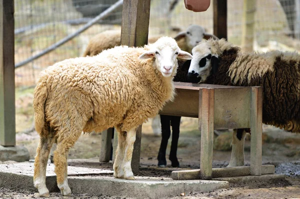 Изображение группы овец — стоковое фото