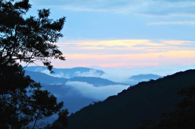 Cameron Highland, Malezya
