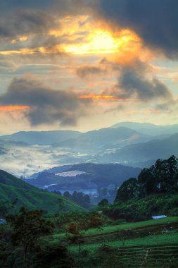 Cameron Highland, Malezya