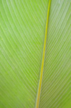 Bir yaprak closeup stok görüntü
