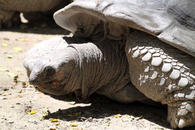 Dev kaplumbağa stok görüntü