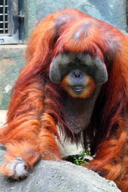 Bir orangutanın stok görüntü