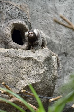 Siyah Tufted kulaklı Marmoset