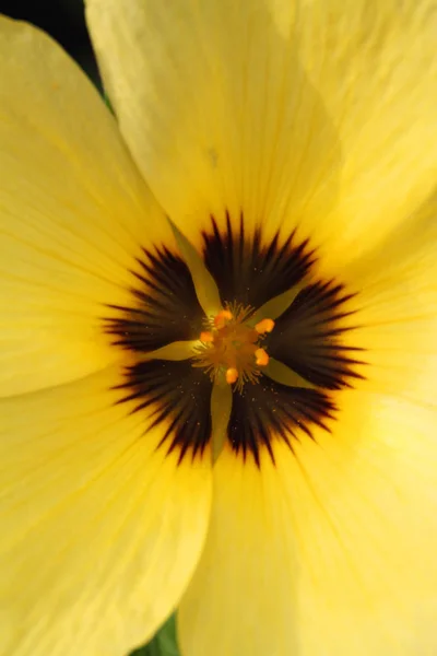 Fiore di primo piano — Foto Stock