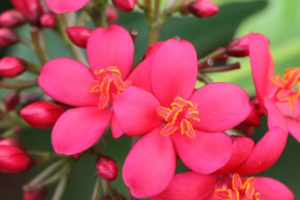 特写花 — 图库照片