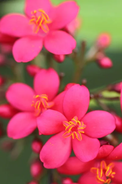 Närbild blomma — Stockfoto