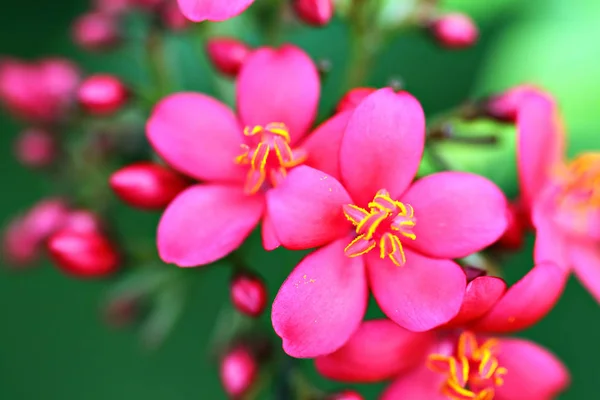 特写花 — 图库照片