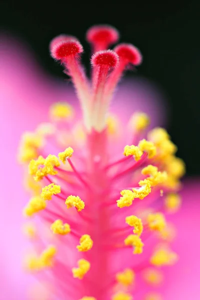 Szczegół kwiat — Zdjęcie stockowe