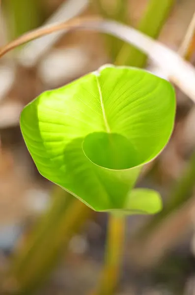 La imagen de la acción del primer plano de la hoja — Foto de Stock