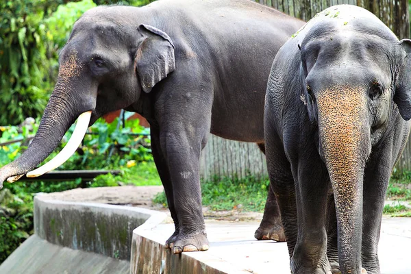 Imagem de stock de elefante — Fotografia de Stock