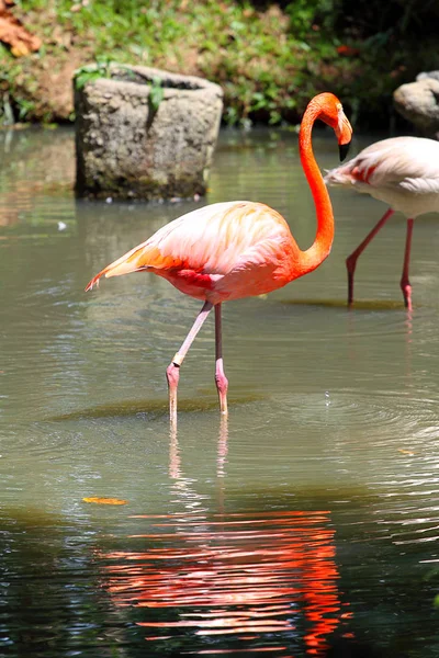 A flamingo Stock kép — Stock Fotó