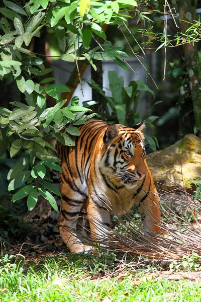 Imagen en stock de un tigre — Foto de Stock