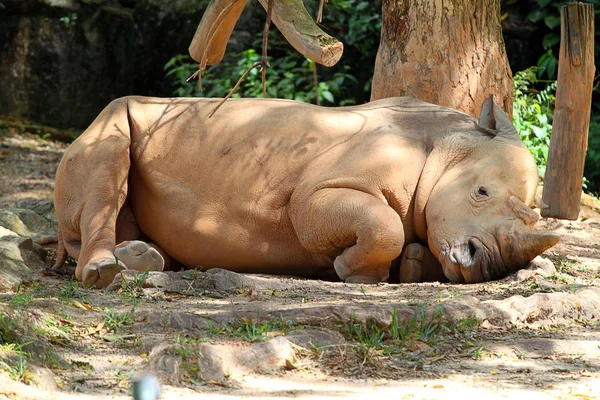 Bestandsbilde av Rhino / neshorn – stockfoto