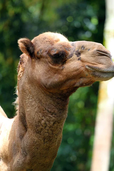 Stock de imagen de camello —  Fotos de Stock