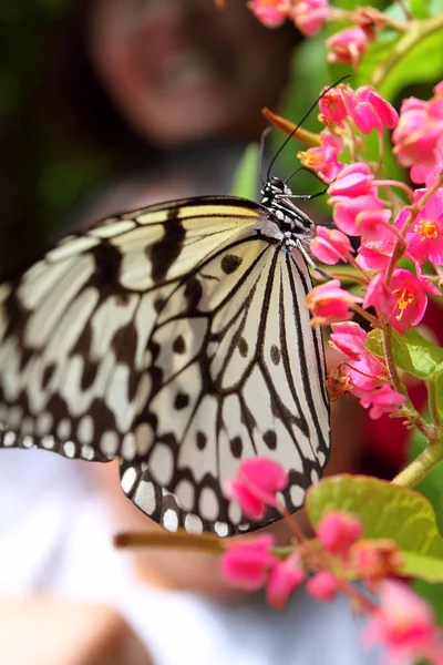Nærbillede af en sommerfugl - Stock-foto