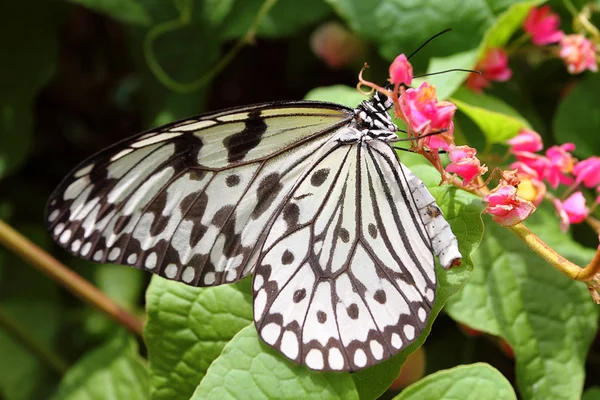 Close-up beeld van een vlinder — Stockfoto