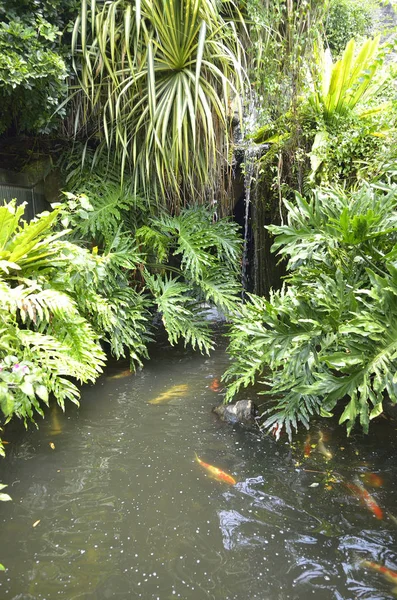 Koi-Fische im Teich — Stockfoto