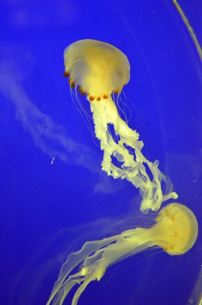 Immagine stock di un gruppo di meduse — Foto Stock