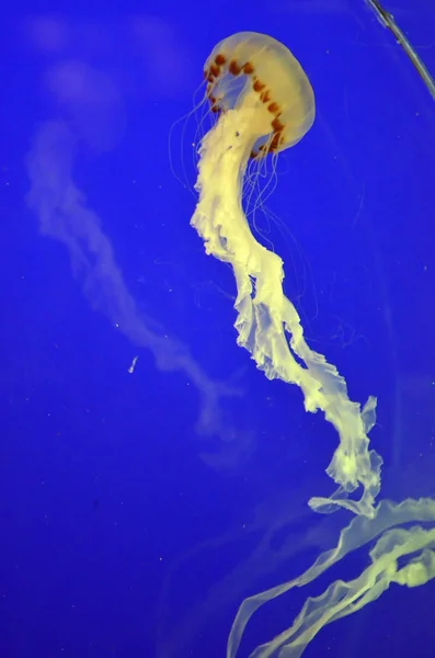 Immagine stock di un gruppo di meduse — Foto Stock