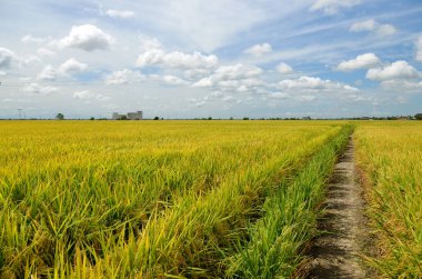 Asya pirinç ürün Sekinchan, Malezya