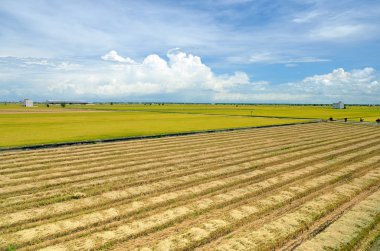 Asya pirinç ürün Sekinchan, Malezya