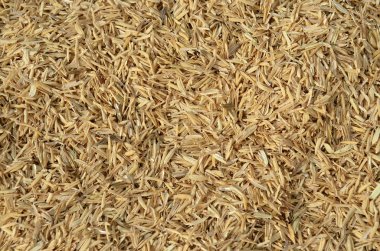 bir avuç pirinç taneleri ile kepek deniz hayvanı kabuğu