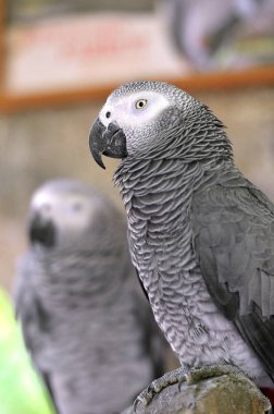 Bir papağan stok görüntü