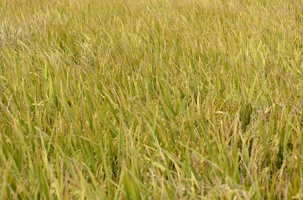 El cultivo de arroz asiático en Sekinchan, Malasia — Foto de Stock