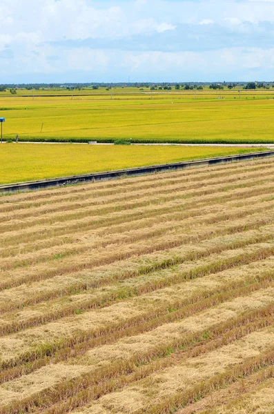 The Asian rice crop at Sekinchan, Malaysia — Stock Photo, Image