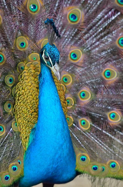 Retrato de hermoso pavo real con plumas — Foto de Stock