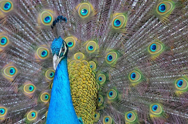 Retrato de hermoso pavo real con plumas — Foto de Stock