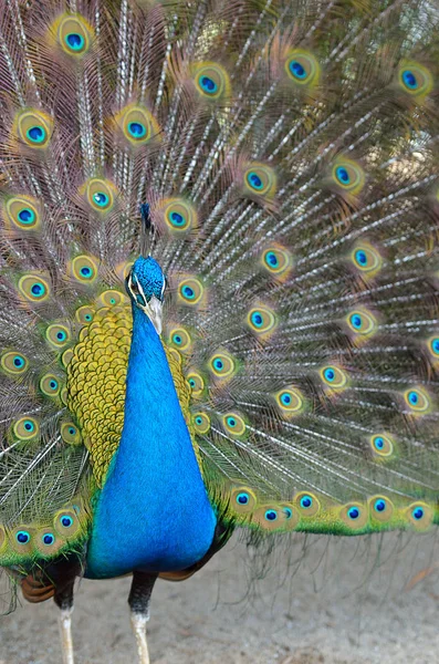 Ritratto di bellissimo pavone con piume fuori — Foto Stock