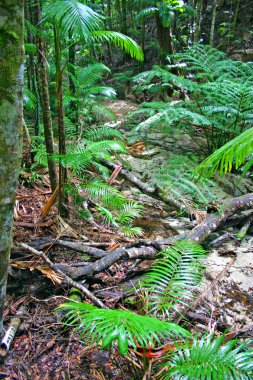 Eli Creek, Faser Adası, Avustralya