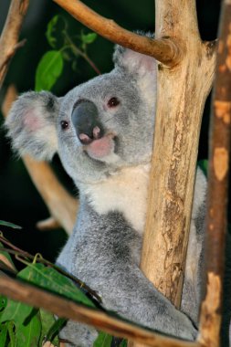 Koala Bear stok görüntüsü