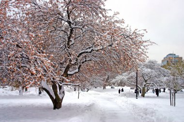 Boston, Massachusetts, ABD 'de kar yağışının stok görüntüsü