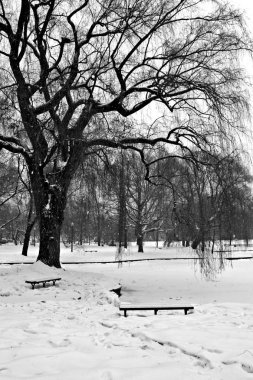 Boston, Massachusetts, ABD 'de kar yağışının stok görüntüsü