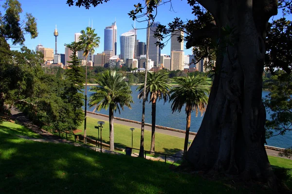 Una vista del horizonte de Sydney desde el Real Jardín Botánico — Foto de Stock